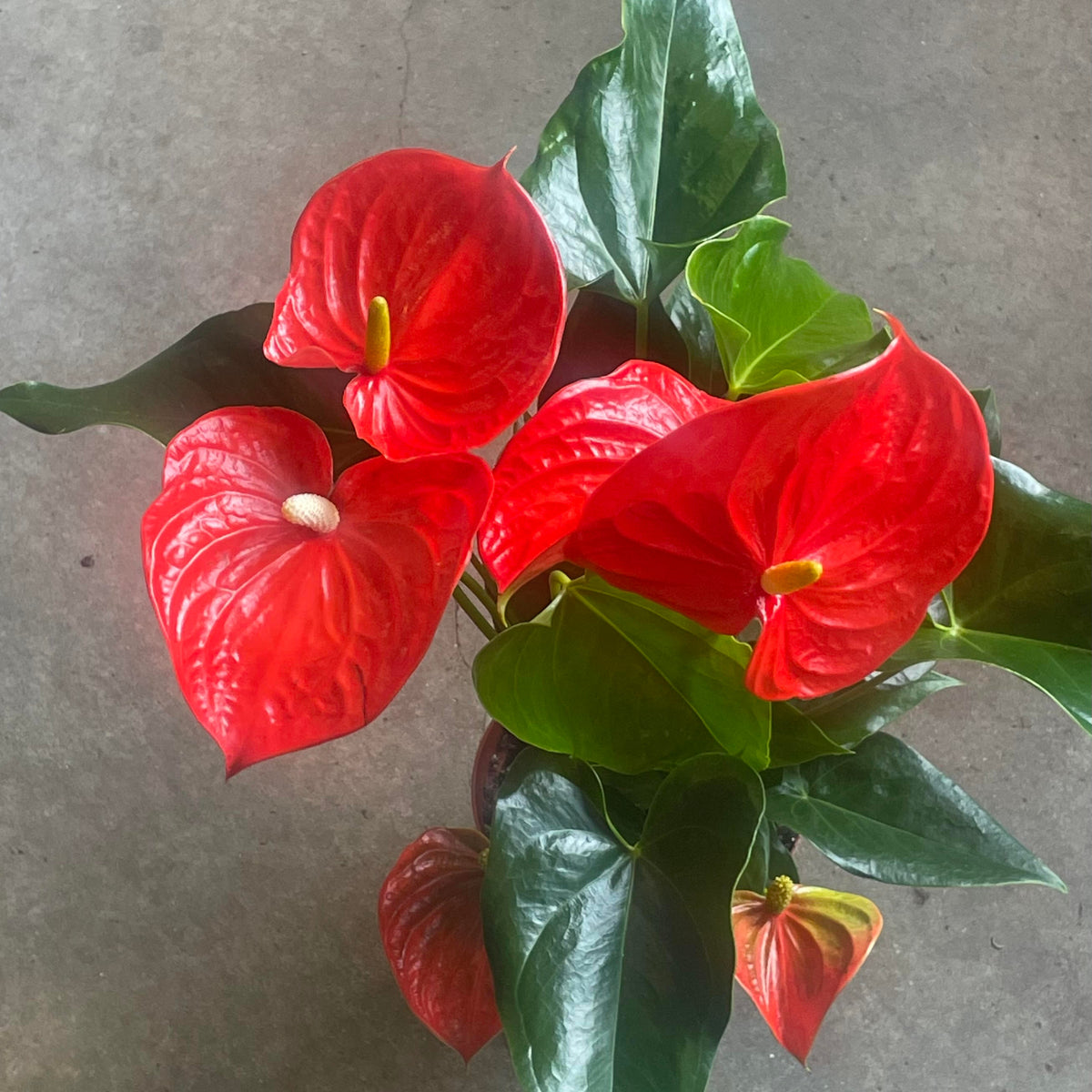 anthurium hybride rose Anthurium hybrid (orange) 6