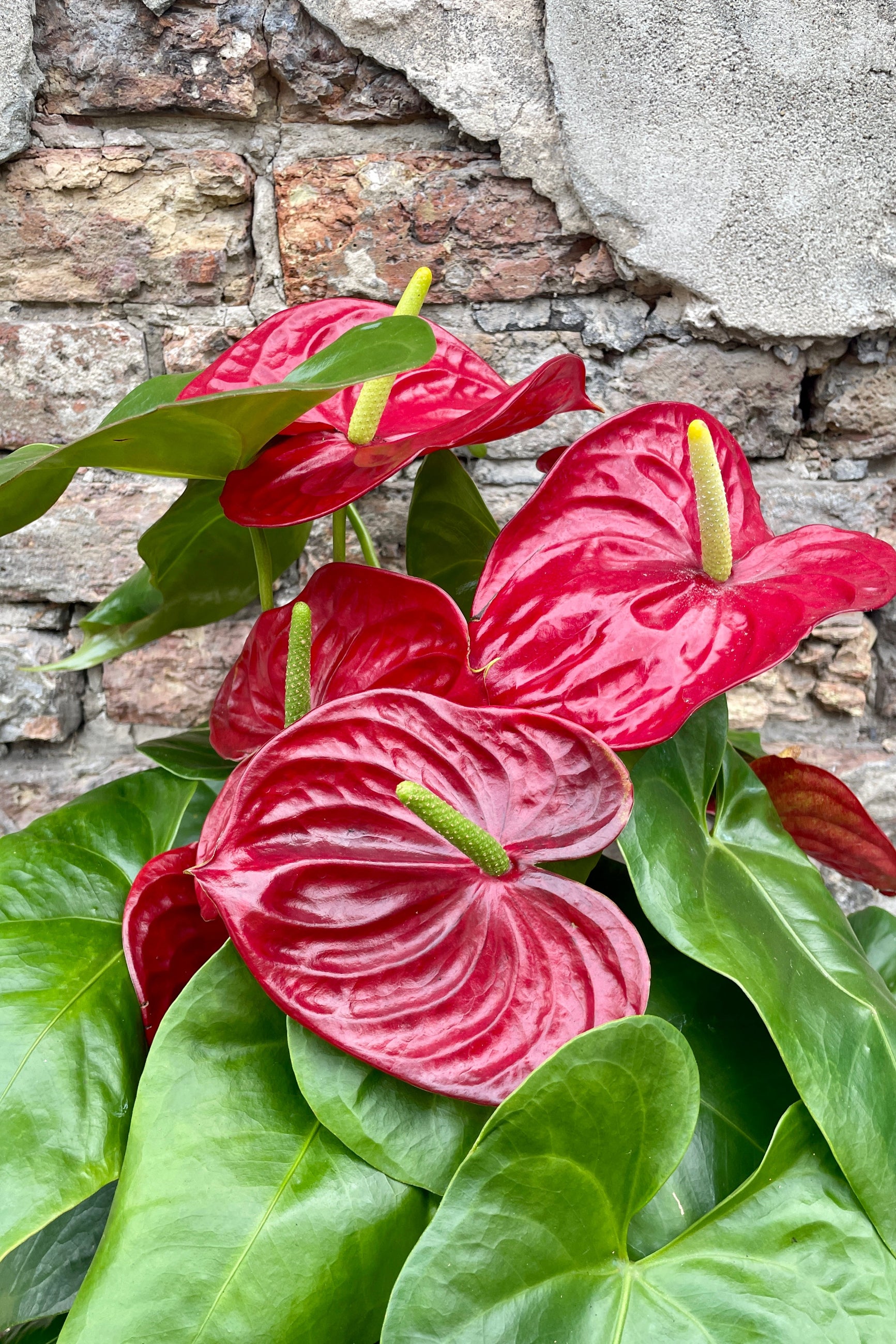 Detail of a A red Anthurium hybrid in an 8" growers pot against a brick and concrete wall ©Sprout Home