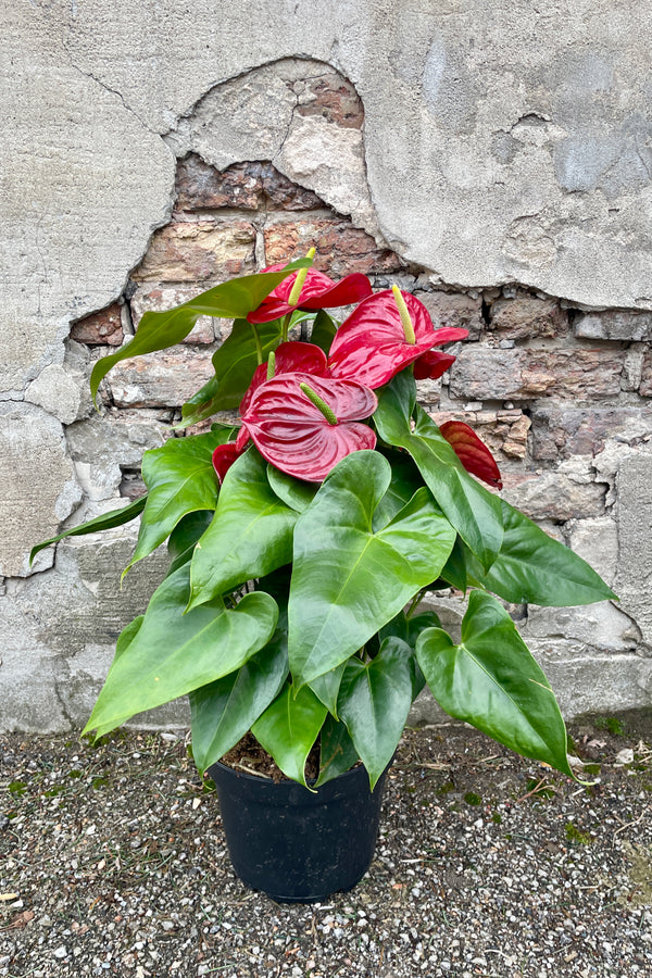 A red Anthurium hybrid in an 8" growers pot against a brick and concrete wall at SPROUT HOME