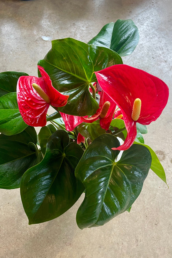 Photo of the red and green Anthurium plant. Shown from above with a gray background.