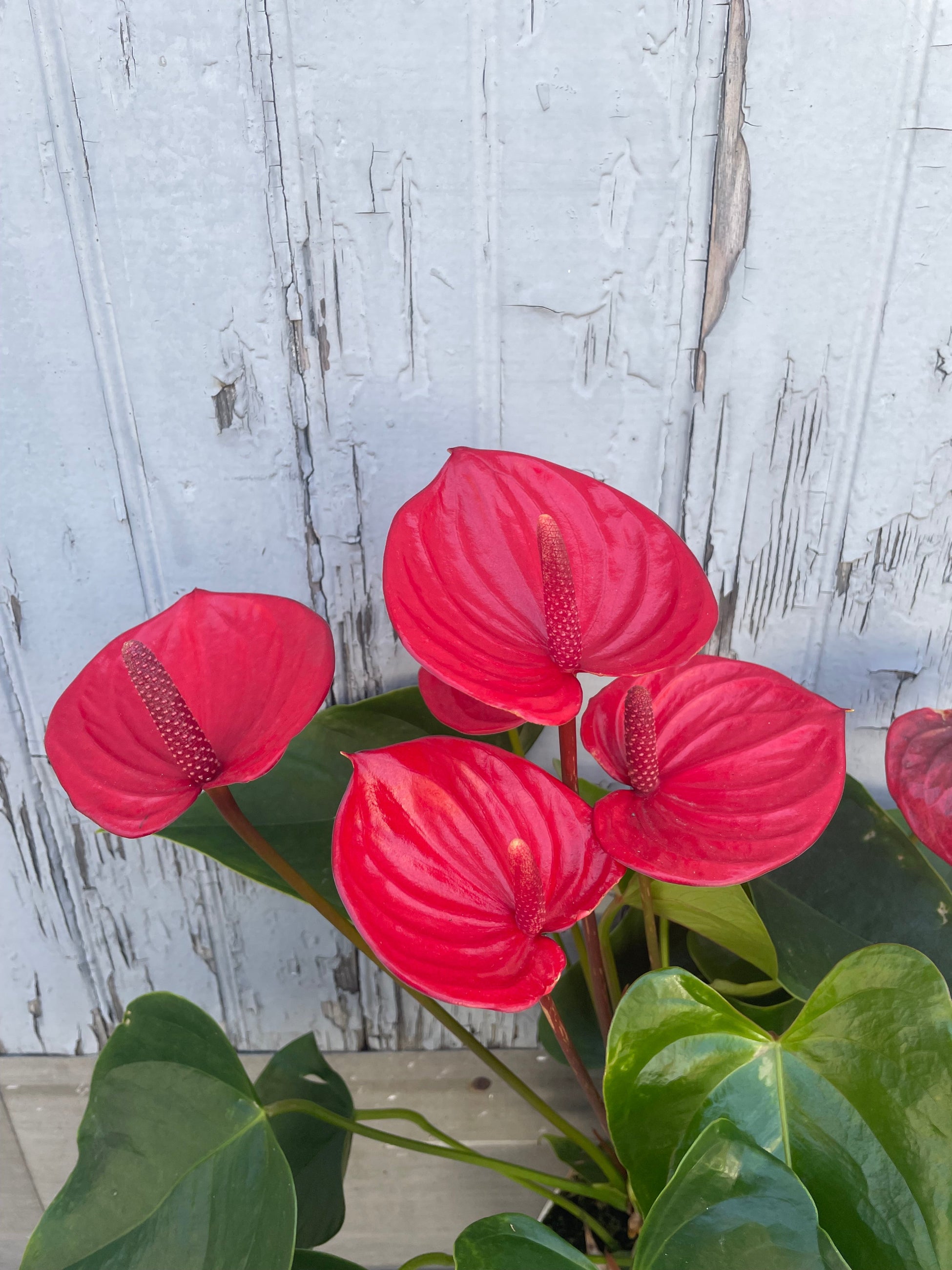 Photo of the red and green Anthurium plant. Shown from above with a gray background. ©Sprout Home