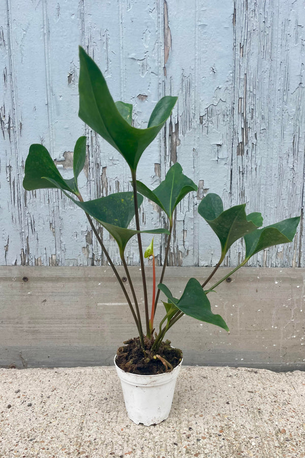 Photo of Anthurium 'Arrow' in a white pot against a gray wall. The plant is in a white pot and the leaves are slightly cupper, broad and pointed and are dark green in color, held on long stems radiating from the center of the plant.