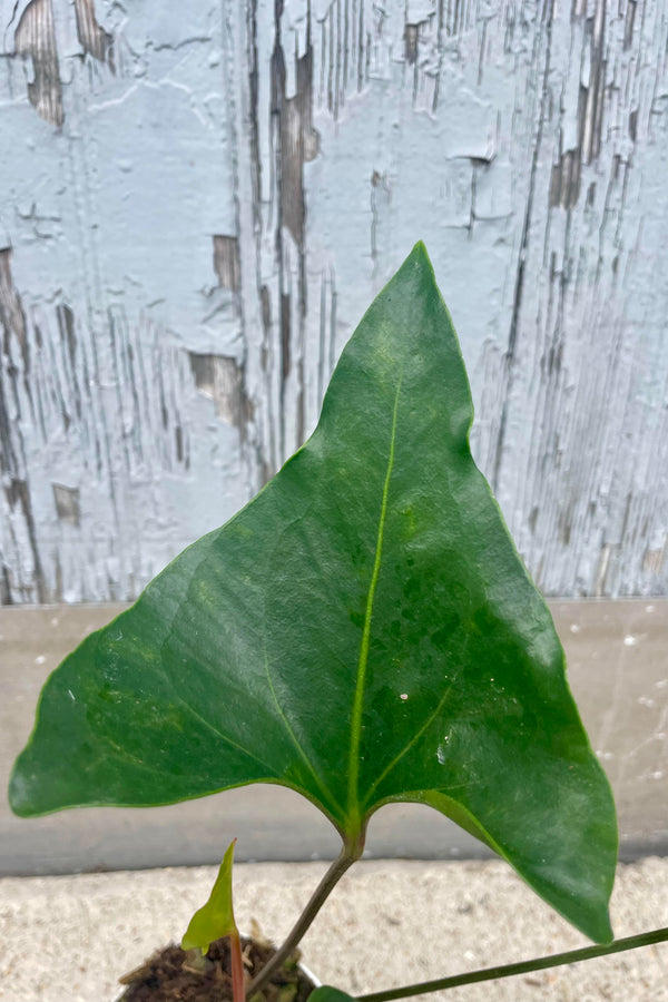 Close photo of the arrow-shaped leaves of Anthurioum 'Arrow.' The leaf is a dark rich green and photographed against a gray wall.