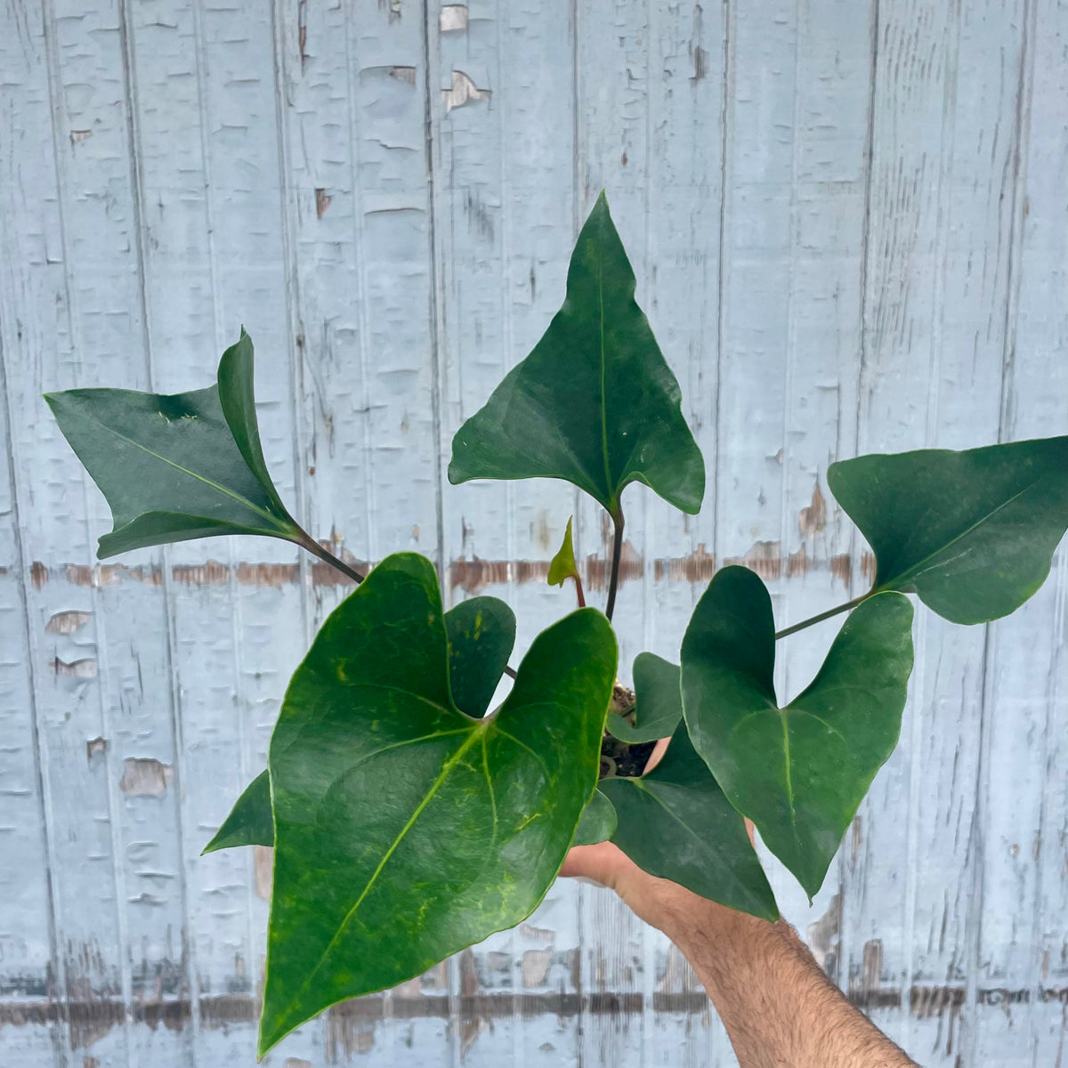 anthurium arrow scientific name Anthurium 'Arrow' 4" at SPROUT HOME
