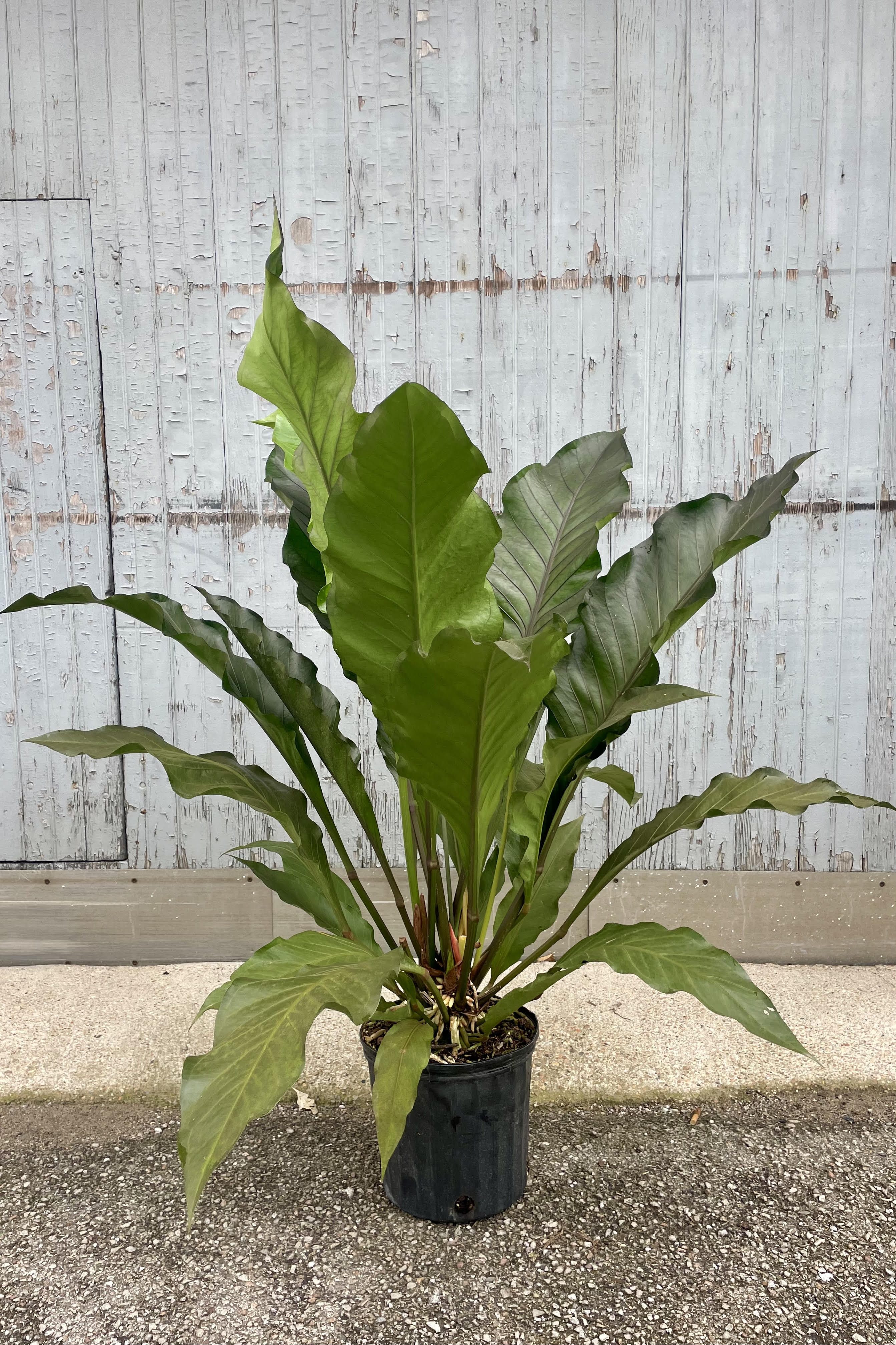 Photograph of an Anthurium plant in a black pot against a gray wall. The Anthurium is 'Big Red Bird' and has very long dark green leaves held upware from a central growing point.