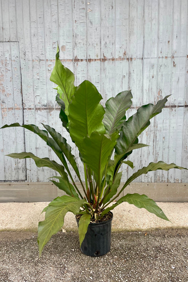 Photograph of an Anthurium plant in a black pot against a gray wall. The Anthurium is 'Big Red Bird' and has very long dark green leaves held upware from a central growing point.