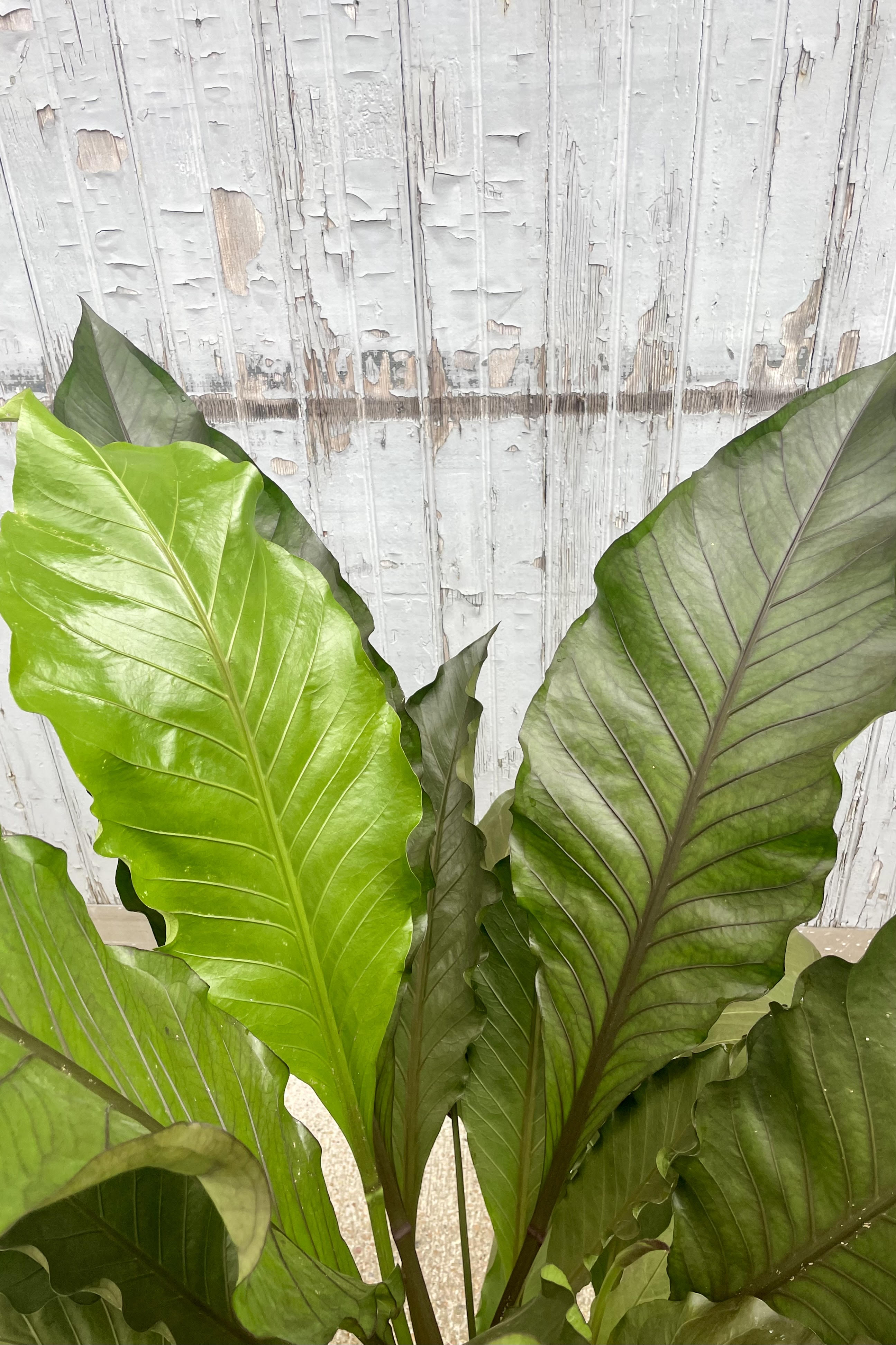 Close up photo of the leaves of Anthurium 'Big Red Bird' against a gray wall. The leaves are long and broad and show a range of shades of green depending on their age Leaves have a darker central vein.