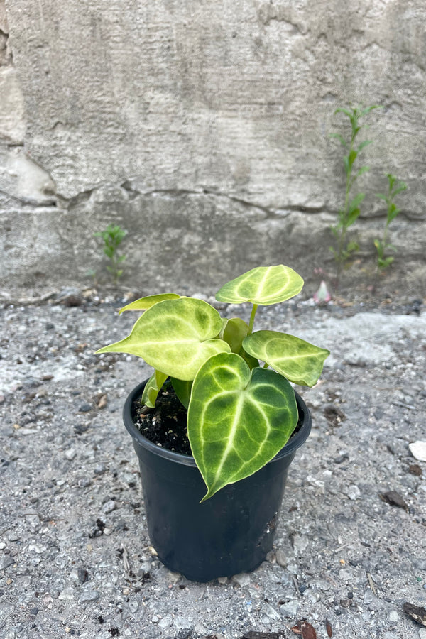 Photo of young Anthurium clarinervium plant in a nursery pot against a concrete wall.
