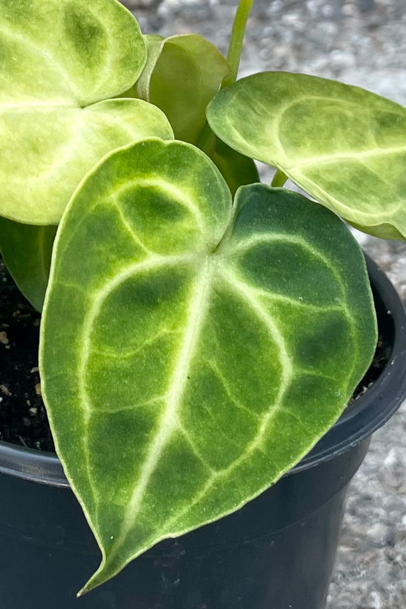 Close up photo of the heart shaped leaf of Anthurium Clarinerviumm plant against a concrete wall.