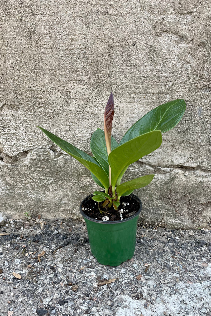 Photo of Anthurium 'Cobra' plant in a nursery pot against a cement wall.