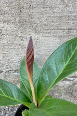 Close photo of a new leaf emerging on Anthurium 'Cobra' against a cement wall.