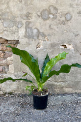 Photo of Anthurium hookeri houseplant in a black pot against a cement wall.