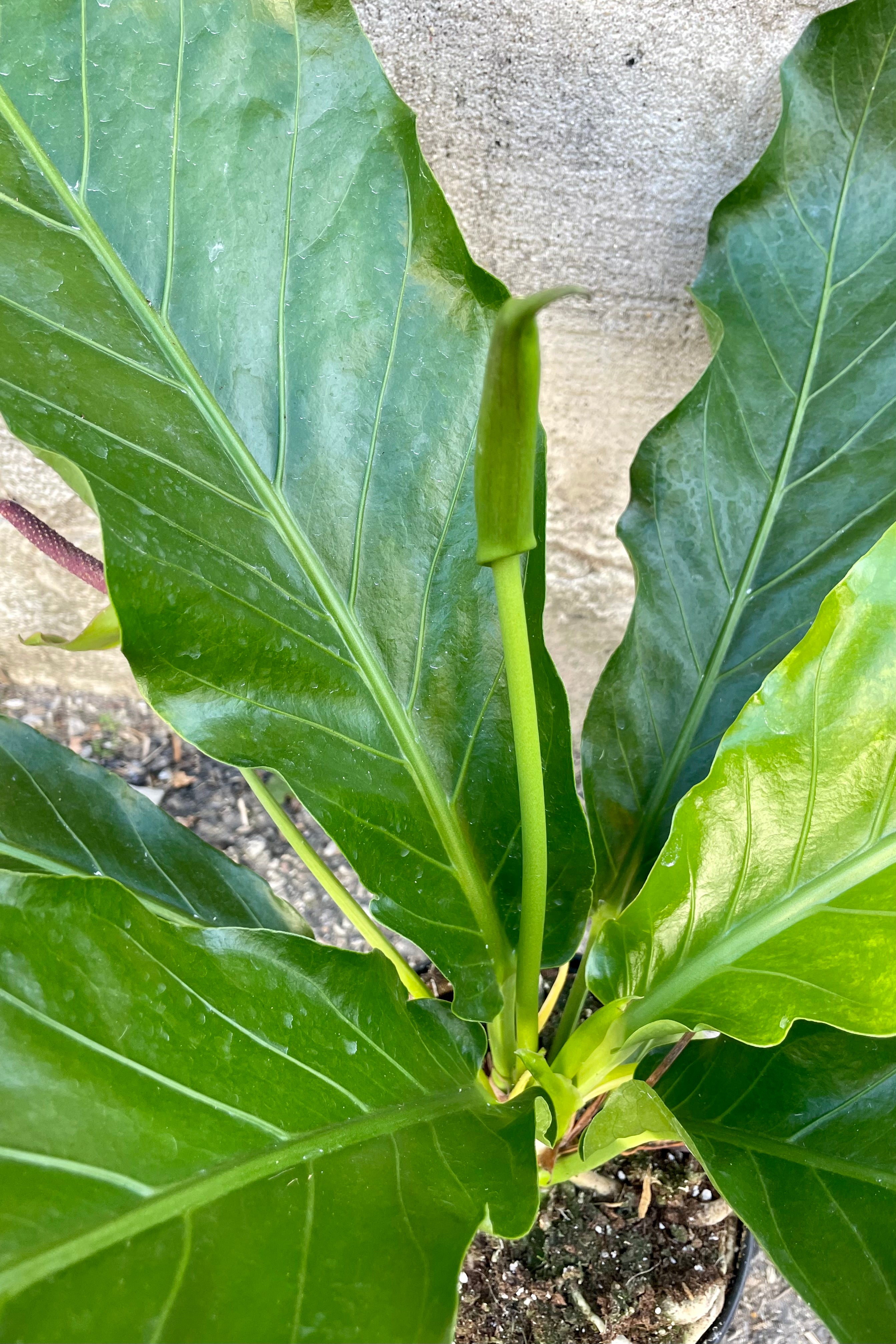 Close photo of broad leaves and flowers of Anthurium hookeri against a cement wall.