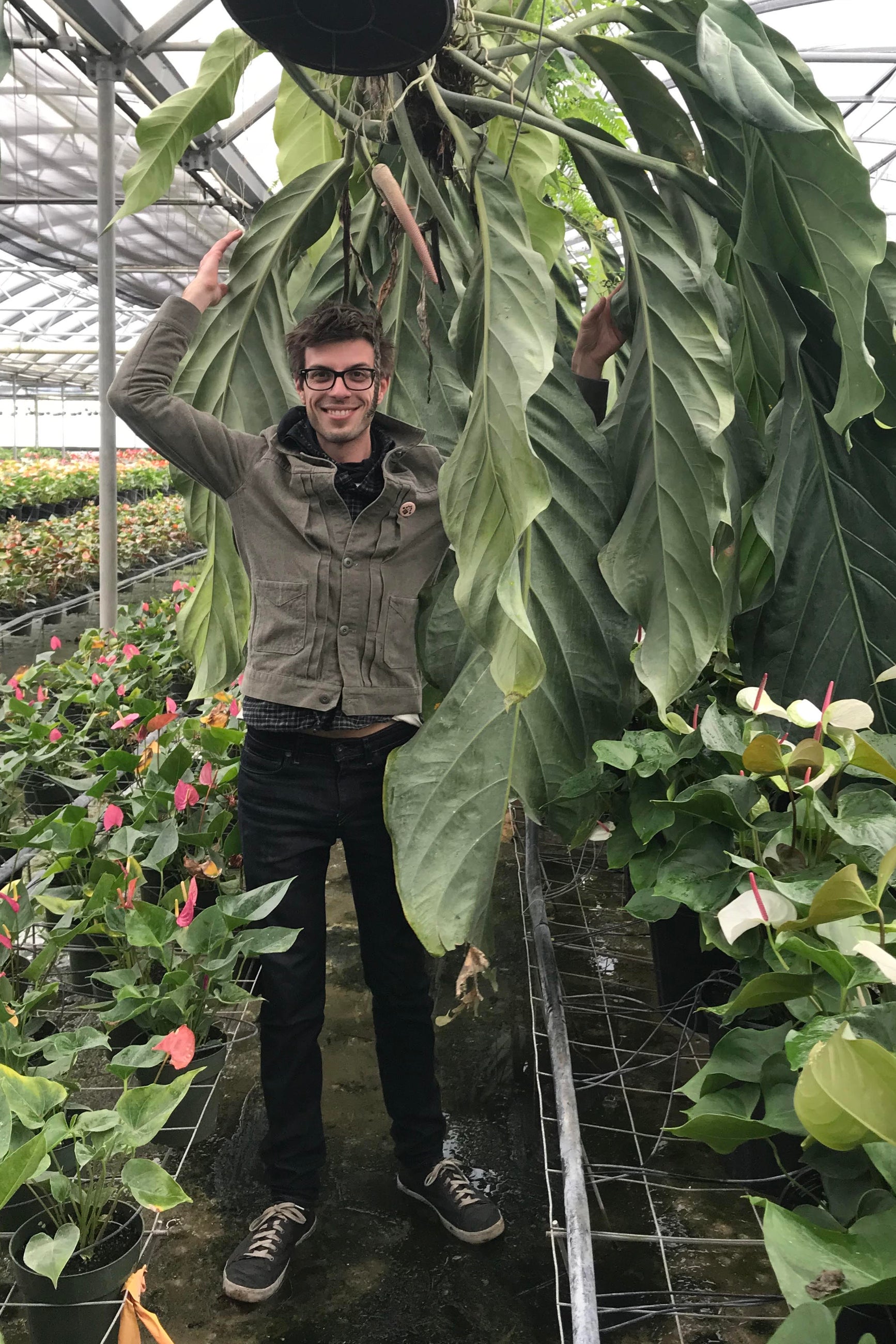 Photo of a person standing beneath a wildly large Anthurium hybrid 'Big Bill' on a greenhouse ©Sprout Home