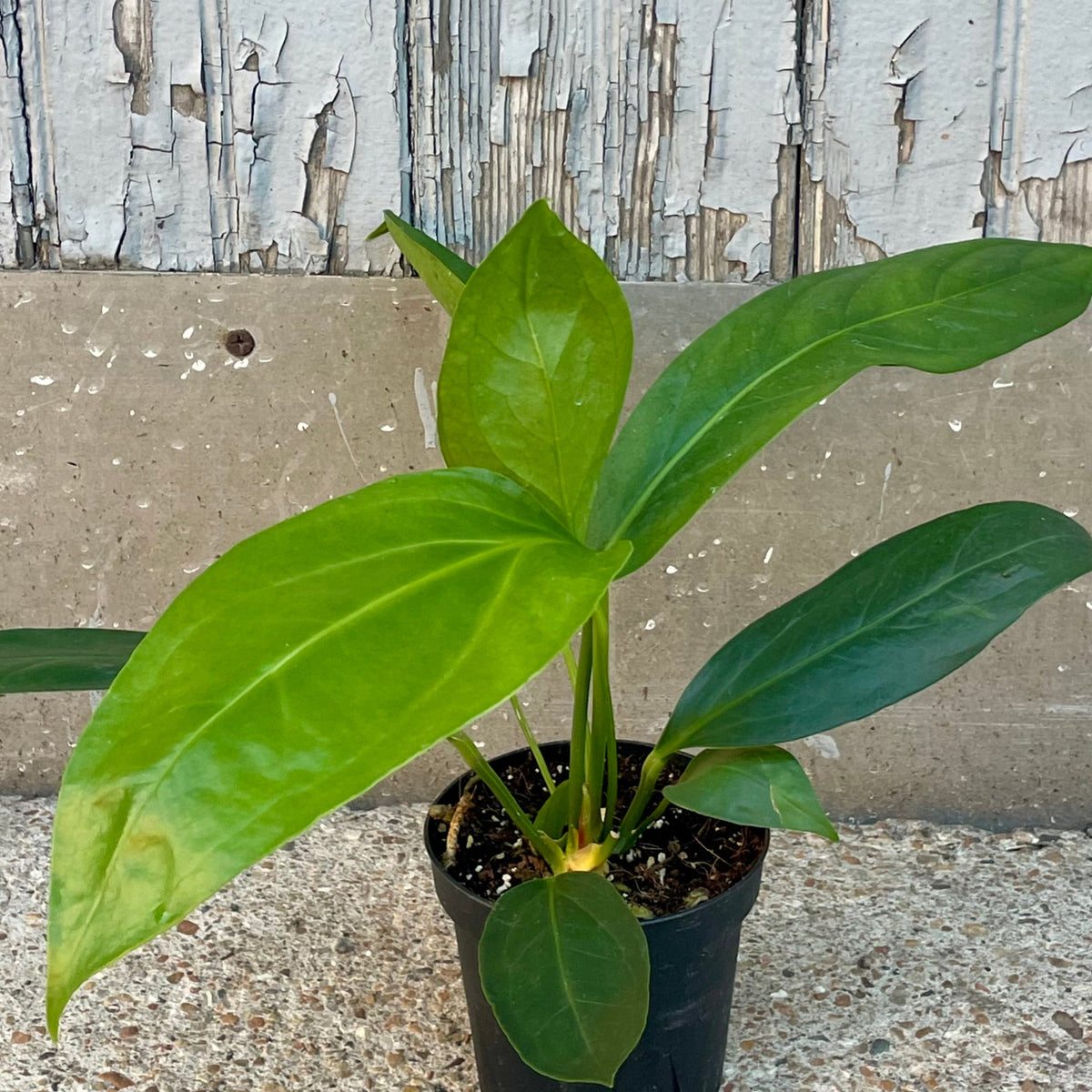 Anthurium pendulifolium x cubense 'Big Bill' 4