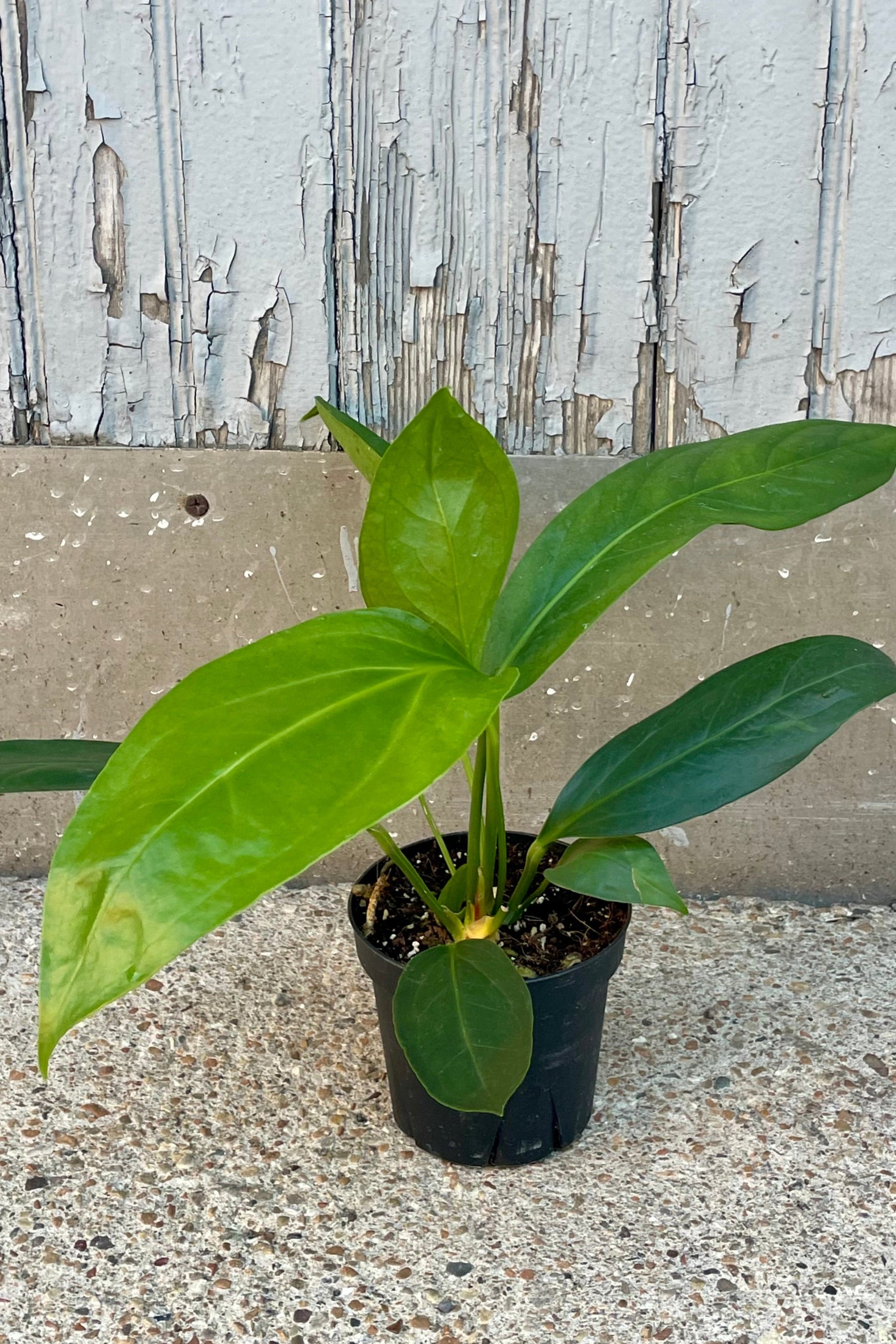 Photo of a potted Anthurium 'Big Bill' in front of a wooden wall ©Sprout Home