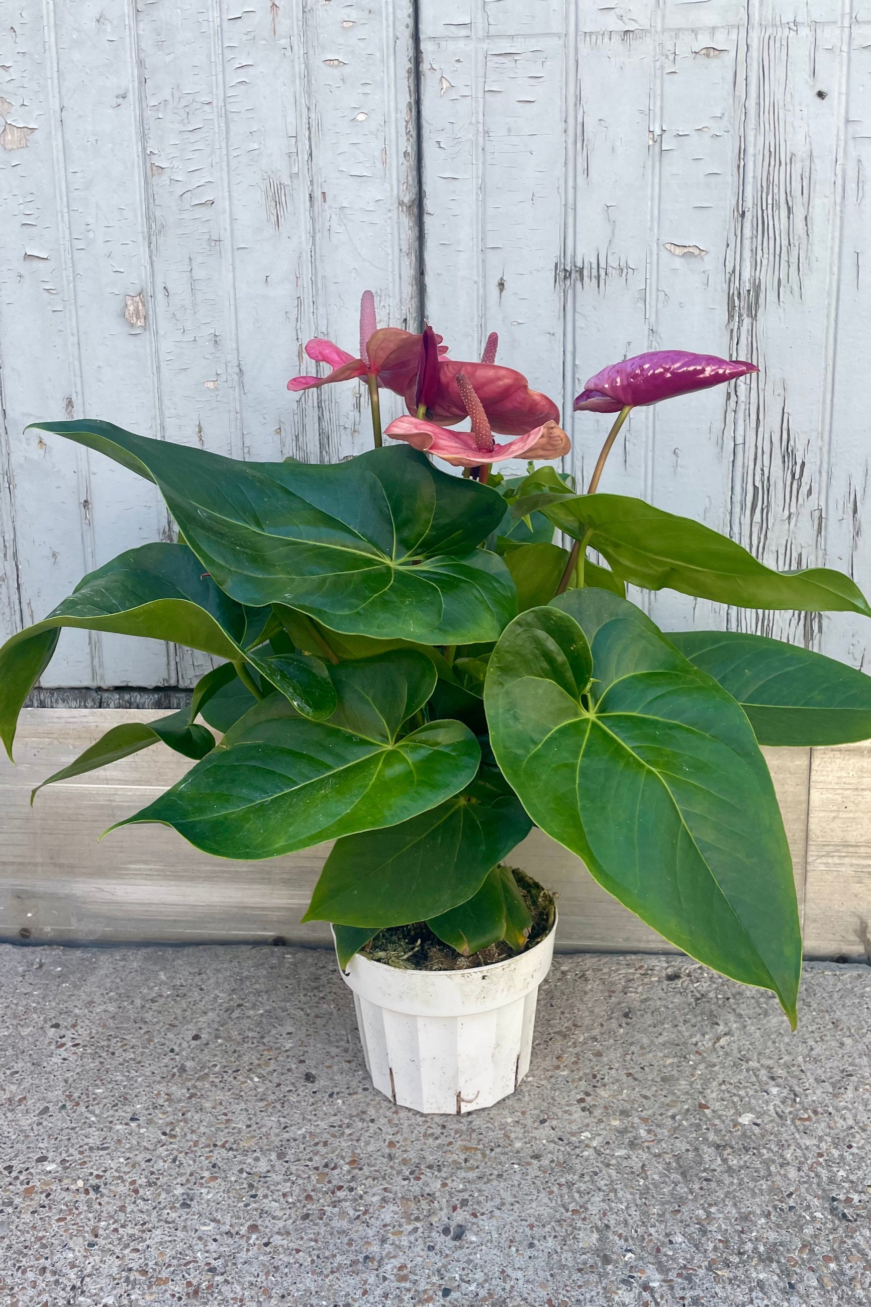 Photo of an Anthurium plant with purple flowers in front of a gray wall ©Sprout Home
