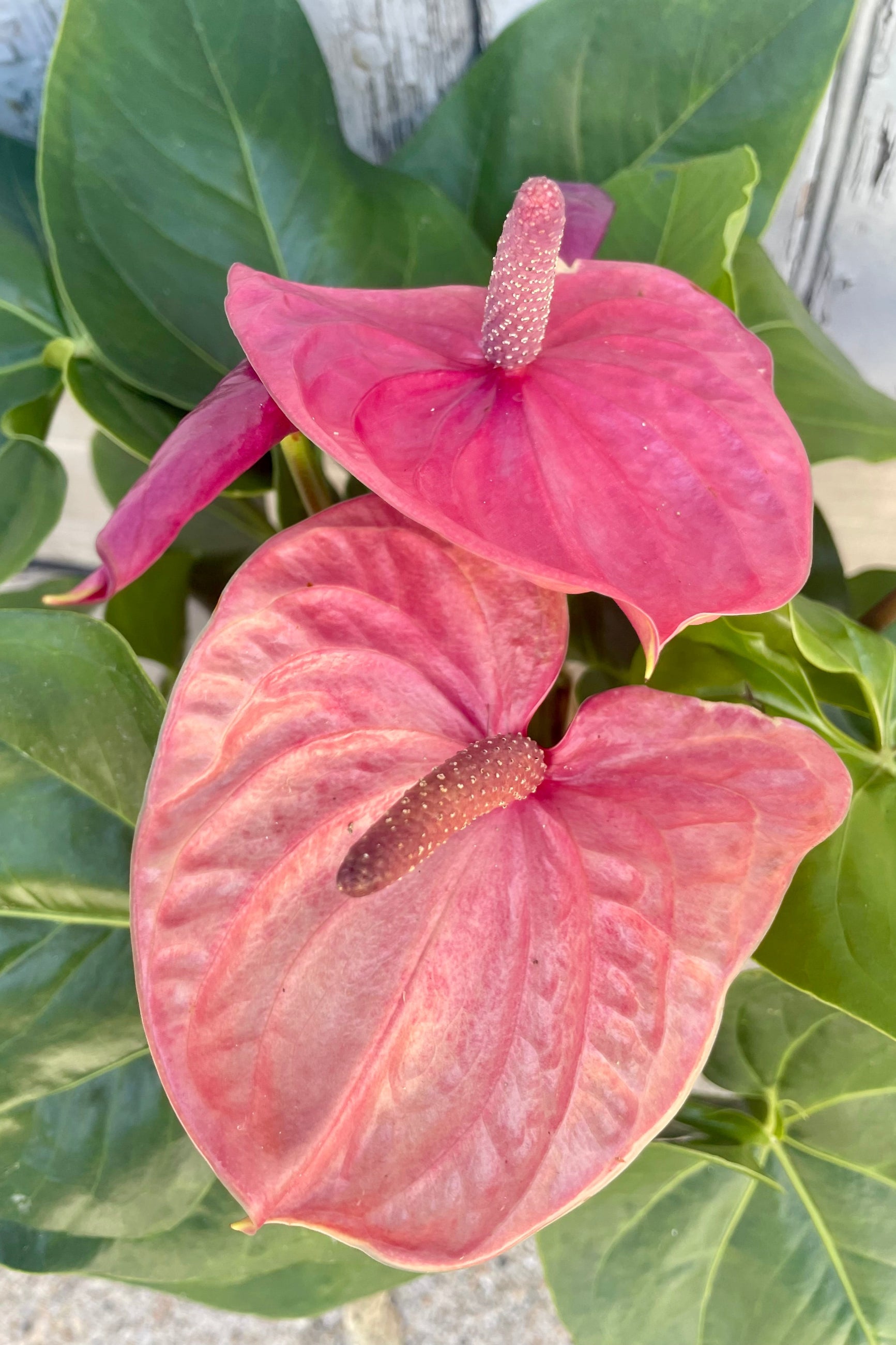 Photo of purple Anthurium flowers with green leaves behind them ©Sprout Home