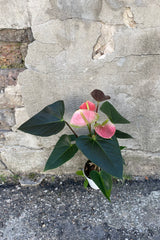 Photo of flowers and leaves of Anthurium 'Rainbow Champion' houseplant in a white pot against a cement wall.