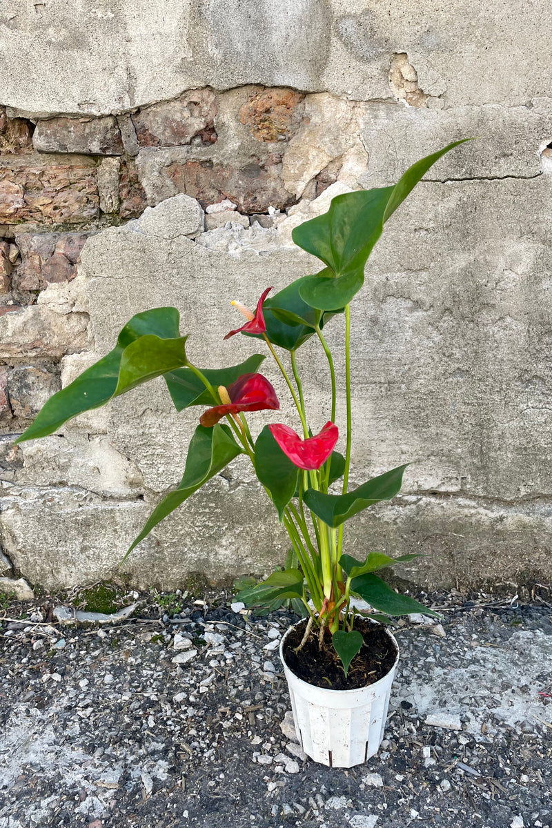 Photo of vibrant red flowers and rich green leaves of Anthurium plant. This is a hybridized plant of large leaves and red flower accents. It is photographed against a cement wall.