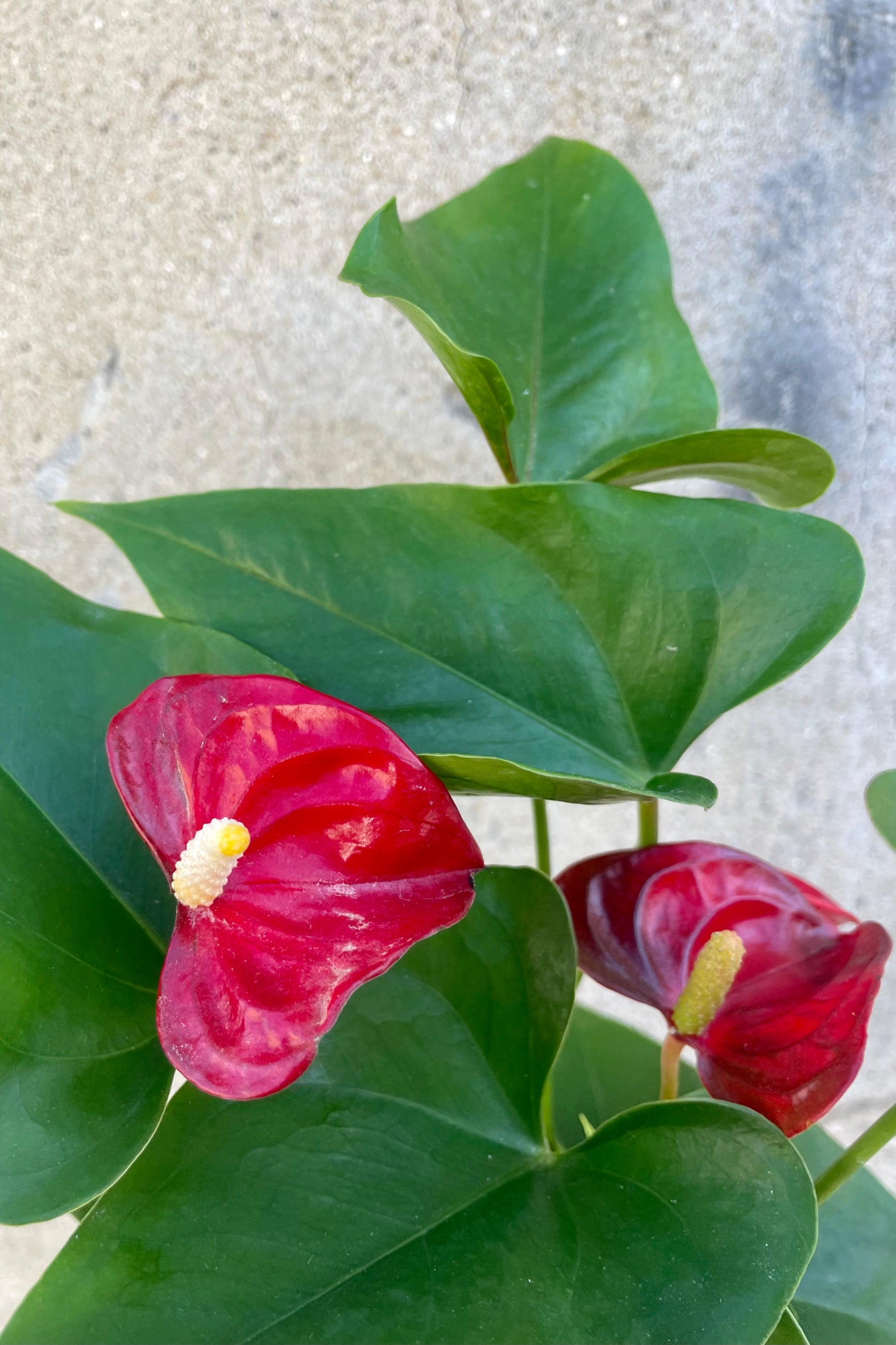 Photo of vibrant red flowers and rich green leaves of Anthurium plant. This is a hybridized plant of large leaves and red flower accents. It is photographed against a cement wall. ©Sprout Home