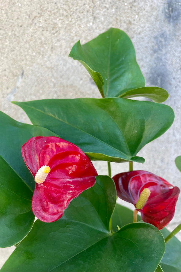 Photo of vibrant red flowers and rich green leaves of Anthurium plant. This is a hybridized plant of large leaves and red flower accents. It is photographed against a cement wall.