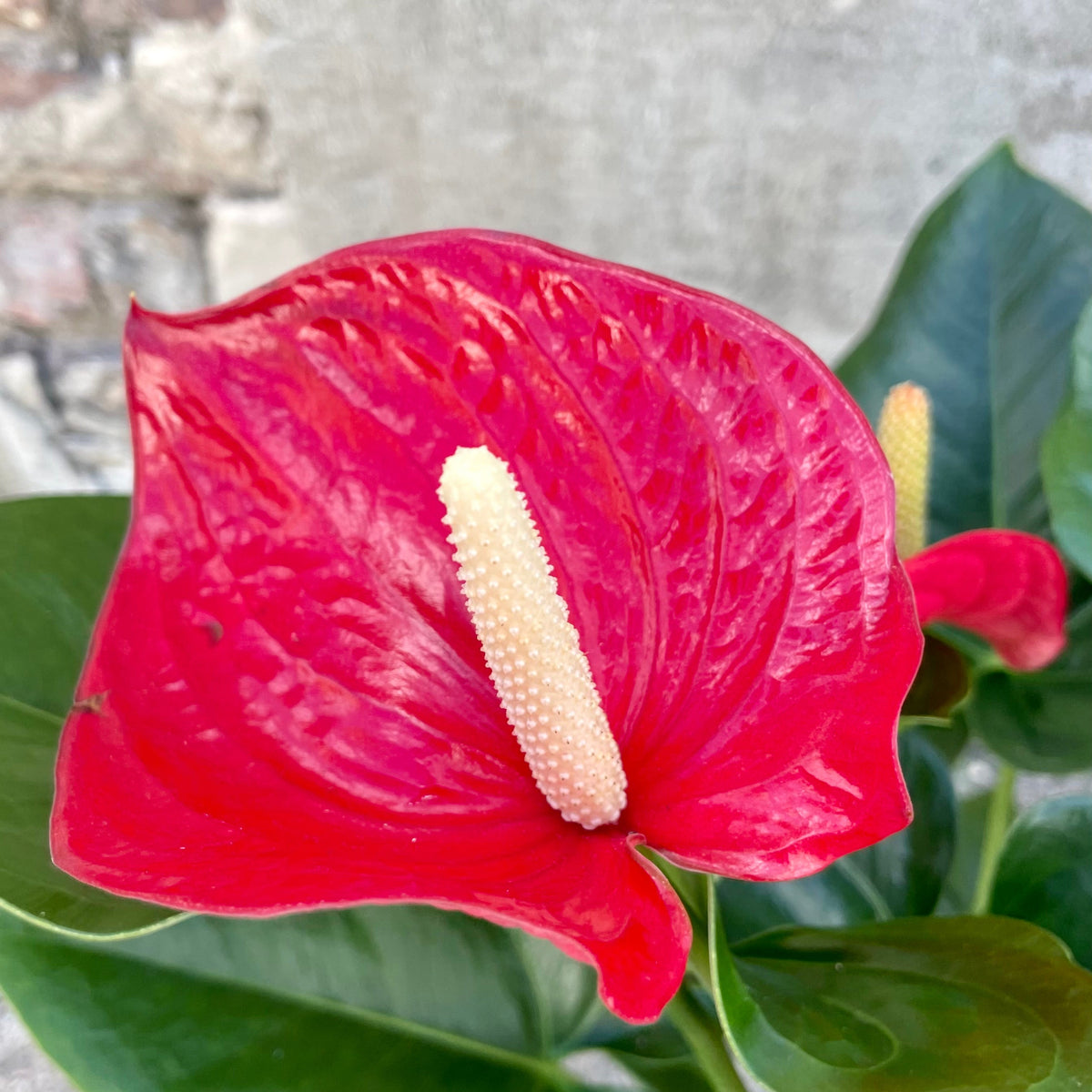 anthurium dutch red Anthurium hybrid (red) 6" at SPROUT HOME