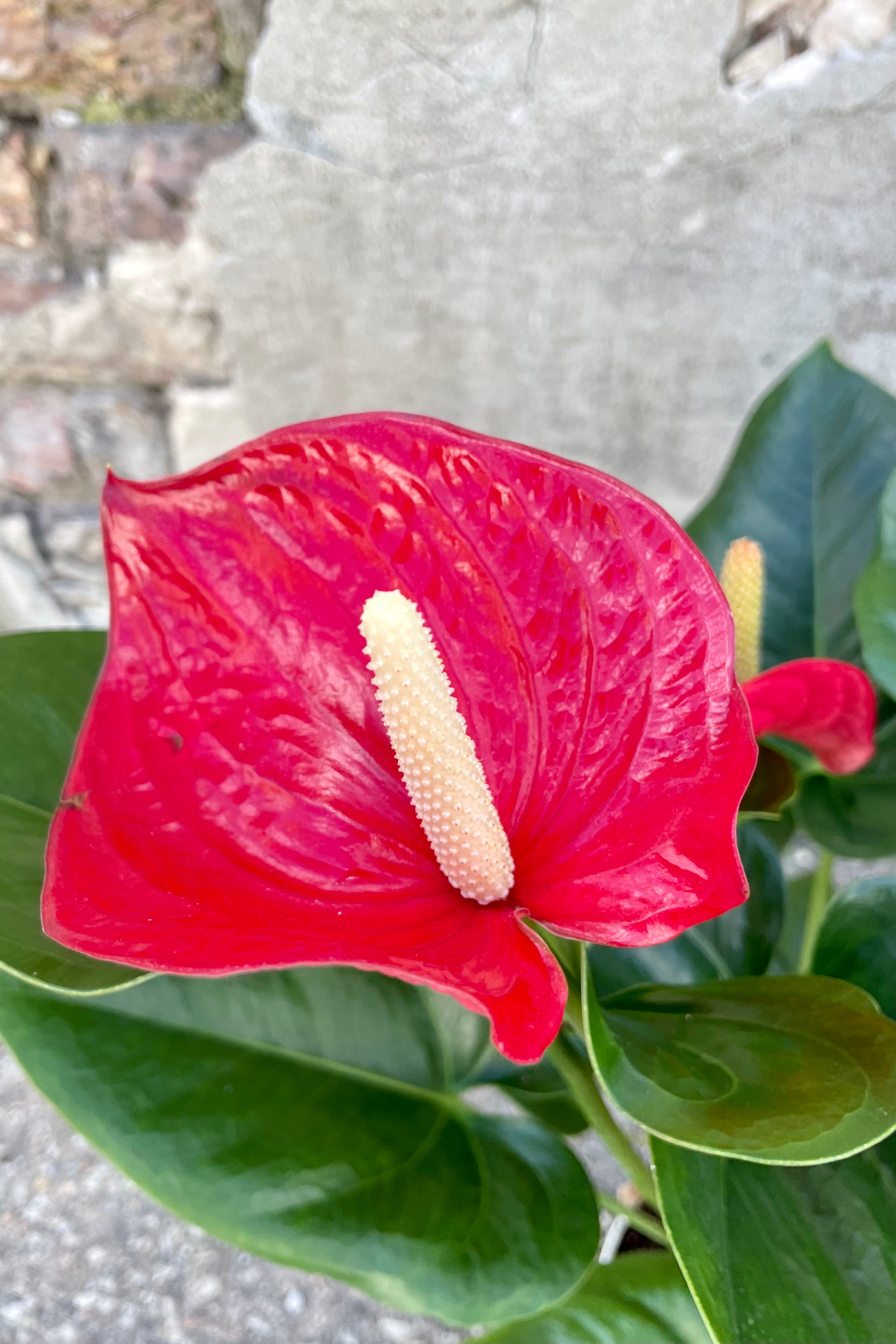 Close photo of vibrant red flower of Anthurium plant against a cement wall.