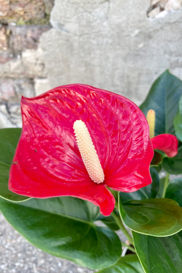 Close photo of vibrant red flower of Anthurium plant against a cement wall.