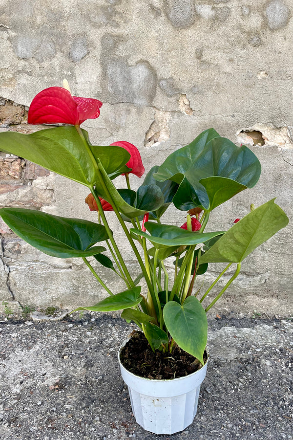 Photo of green leaves and red flowers of Anthurium Flamingo flower houseplant in a white pot against a cement wall.