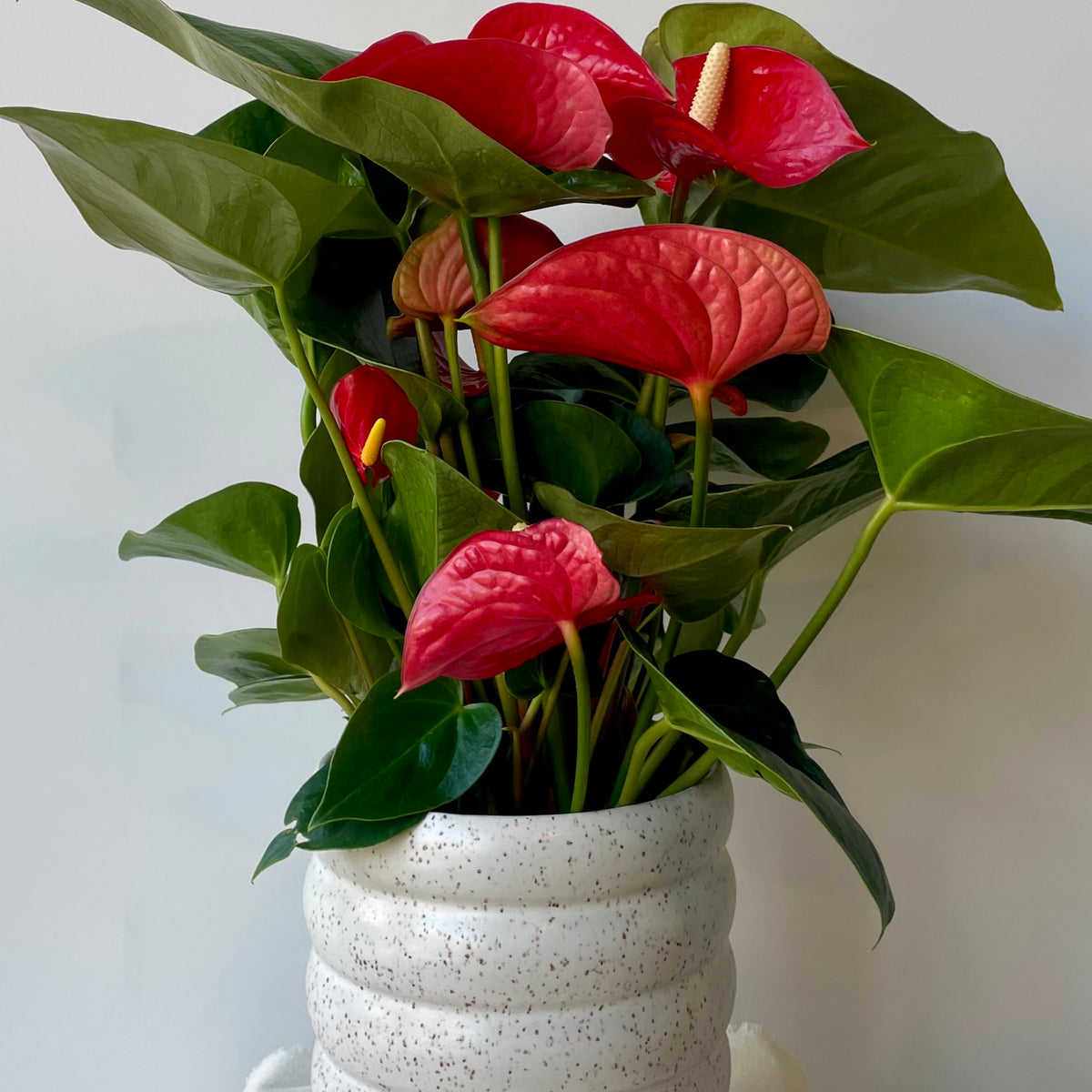 spotted anthurium Red Anthurium in Handmade Speckled Stoneware at Sprout Home