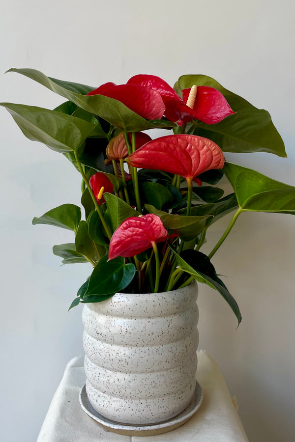 Photo of an Anthurium plant with green broad leaves and red flowers planted in a speckled stoneware planter and saucer. It sits on a white pedestal against a white wall.