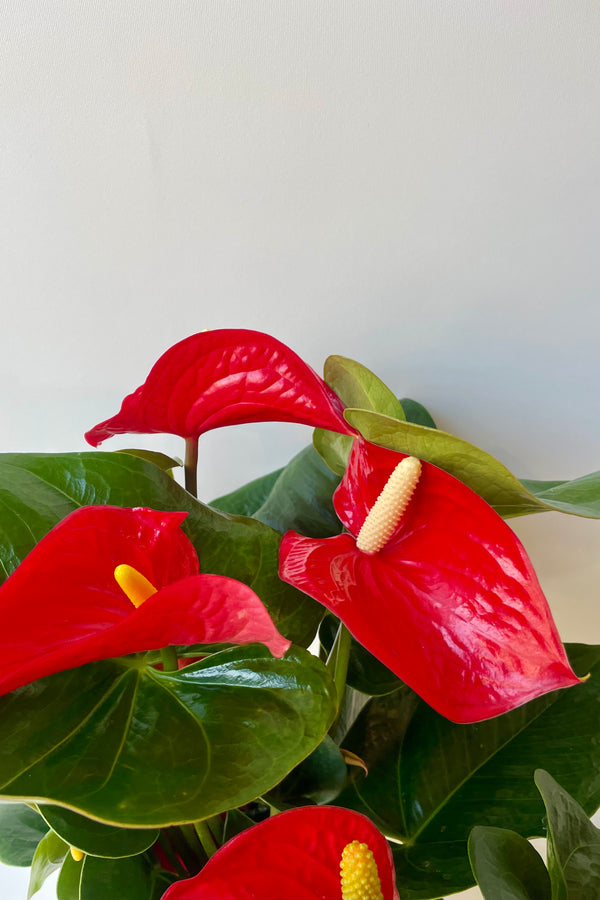 Close photo of red anthurium flowers and green leaves against a white wall at Sprout Home.