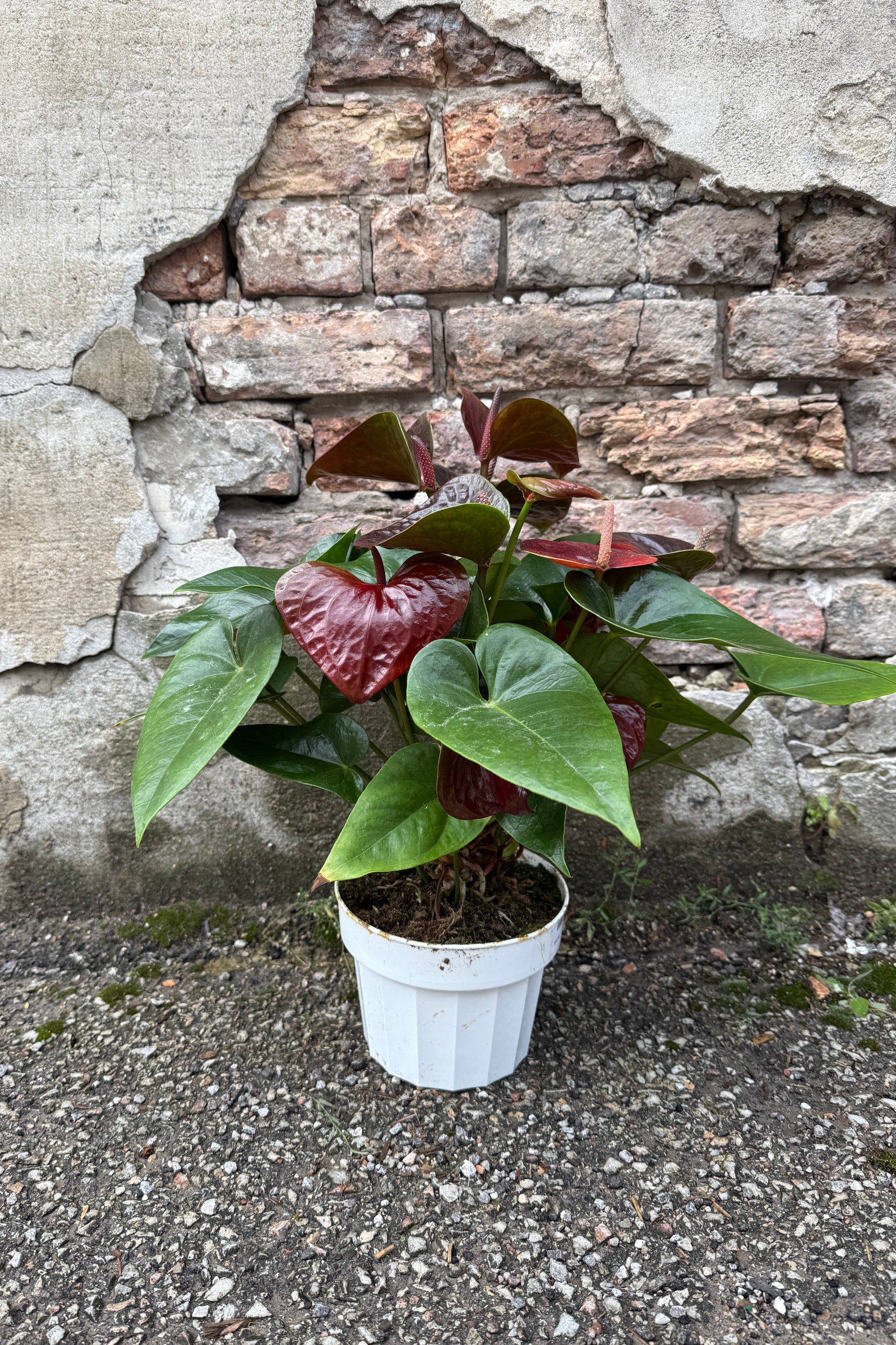 Anthurium 'Sempre Chocolate' in a 6" growers pot against a brick wall ©Sprout Home