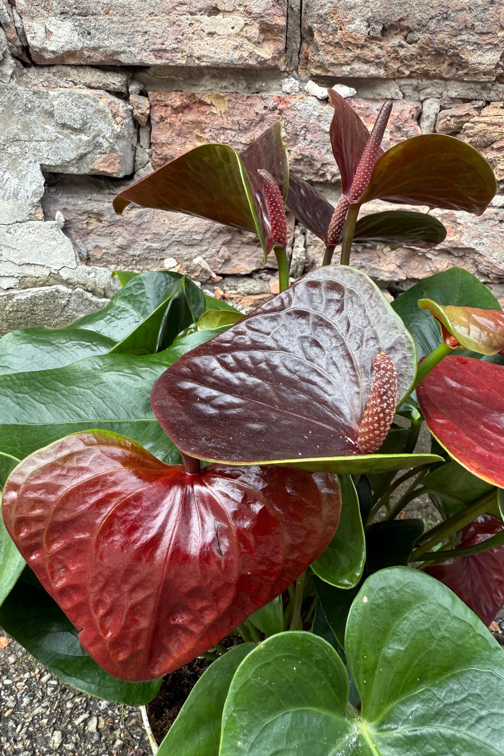 Anthurium 'Sempre Chocolate' against a brick wall ©Sprout Home
