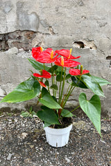 Photo of Orange flowers and green leaves of Anthurium 'Sierra Orange' in a white pot against a concrete wall.