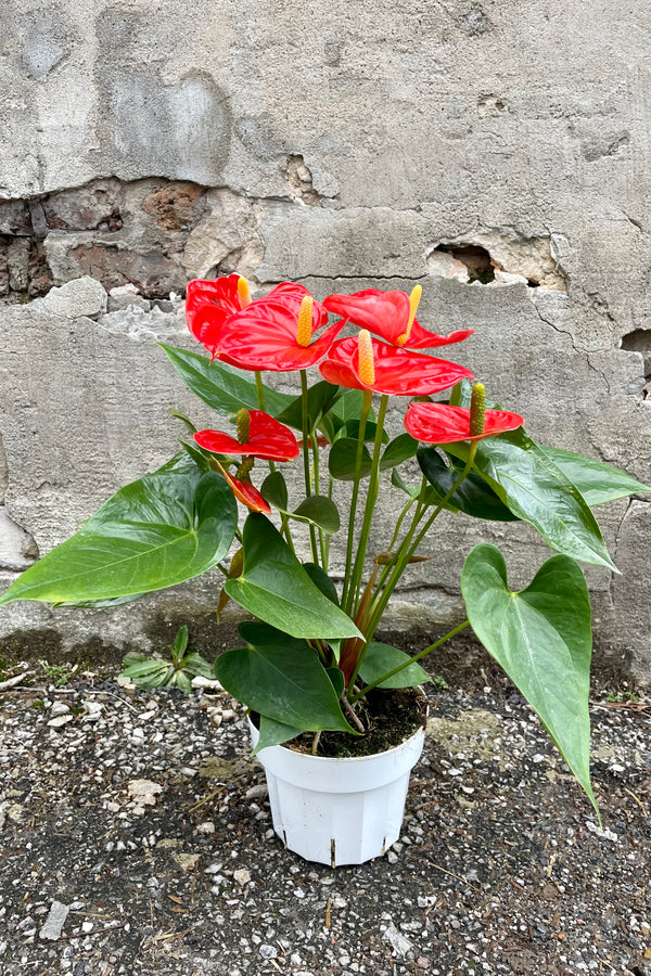 Photo of Orange flowers and green leaves of Anthurium 'Sierra Orange' in a white pot against a concrete wall.