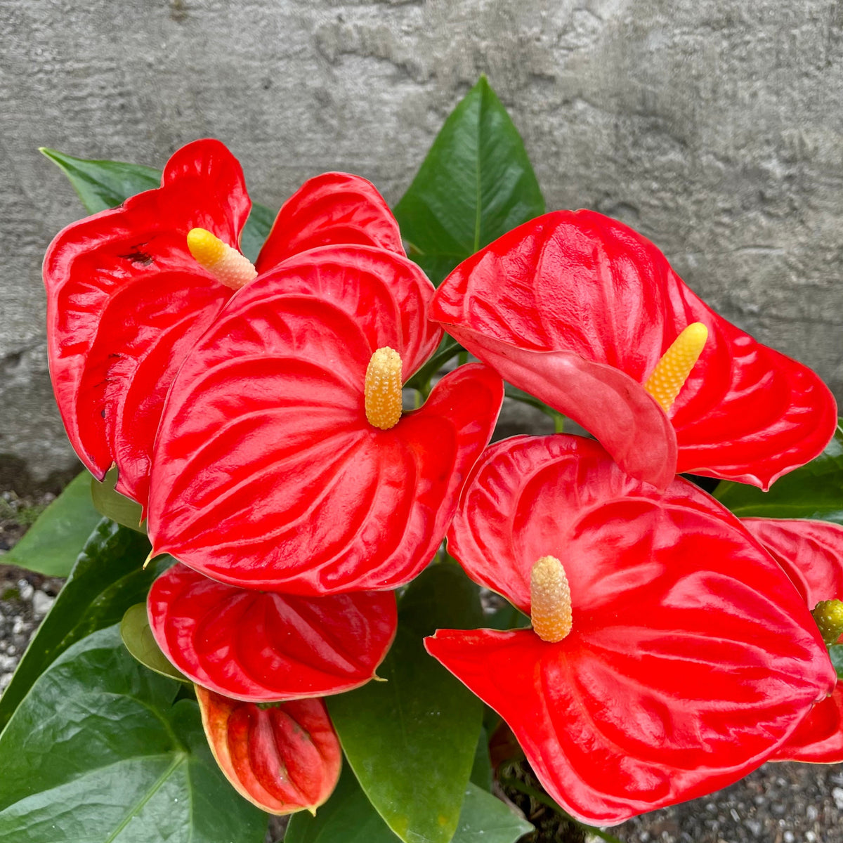 anthurium alero Anthurium 'Sierra Orange' 6"