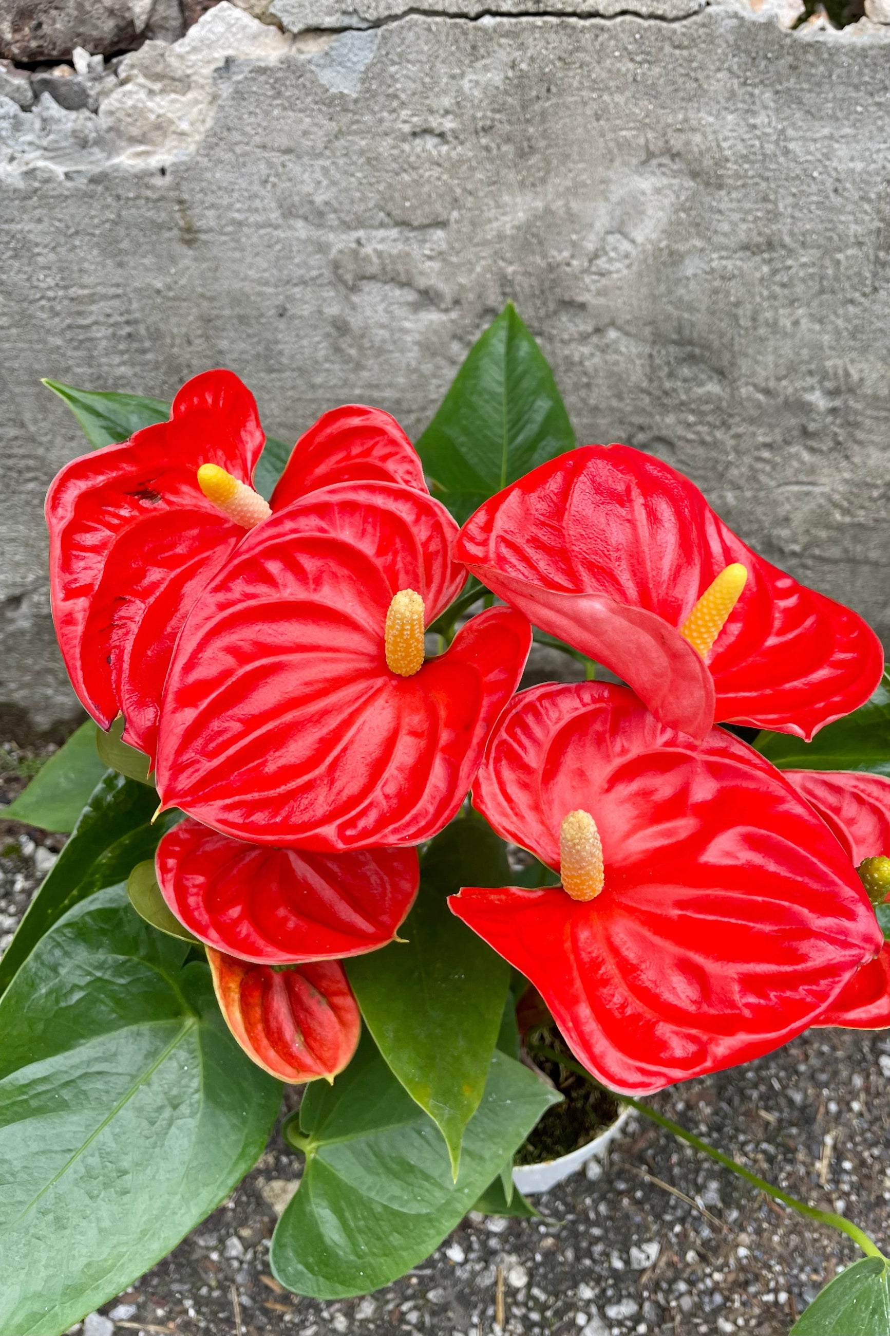 Photo from above of Orange flowers of Anthurium 'Sierra Orange' against a cement wall. ©Sprout Home