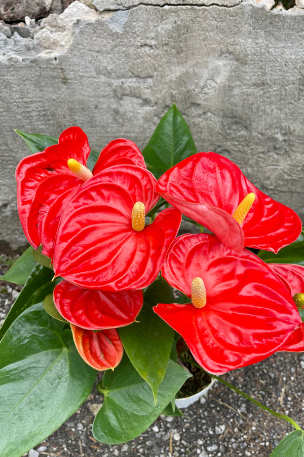 Photo from above of Orange flowers of Anthurium 'Sierra Orange' against a cement wall.