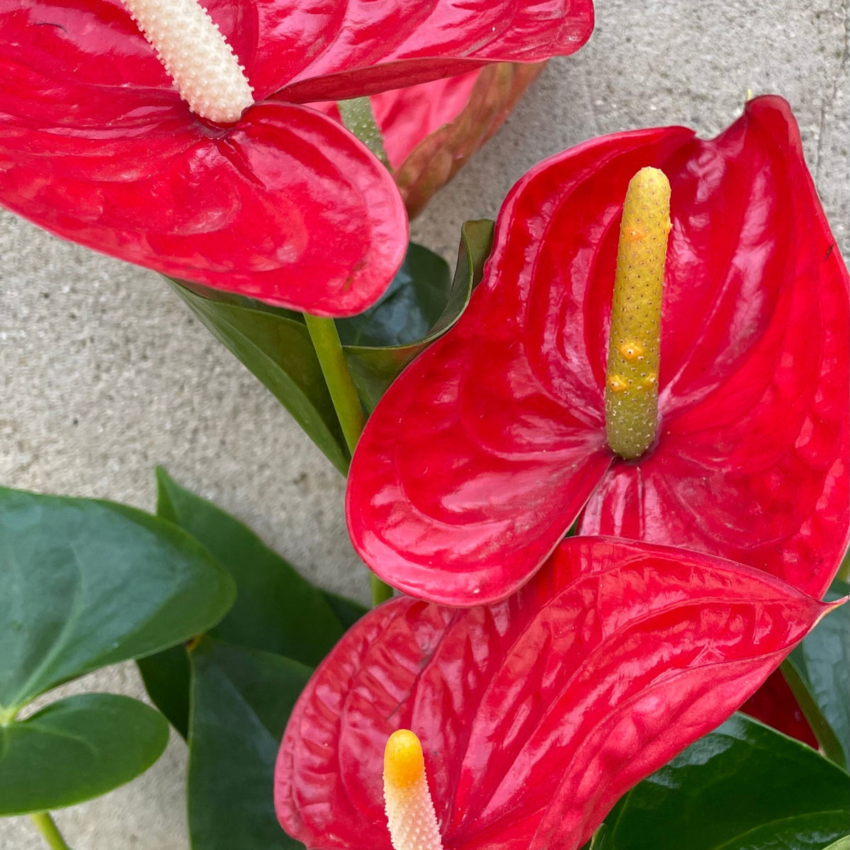 Anthurium 'Saxo Red' 6