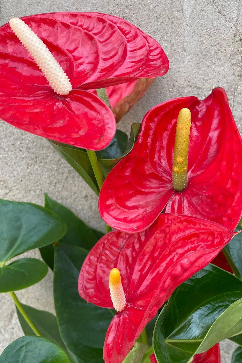 Detail picture of the waxy red flowers of the Anthurium 'Saxo Red'