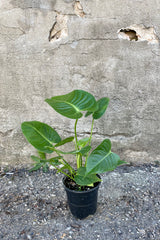 Photo of an Anthurium veitchii houseplant in a black pot against a cement wall.