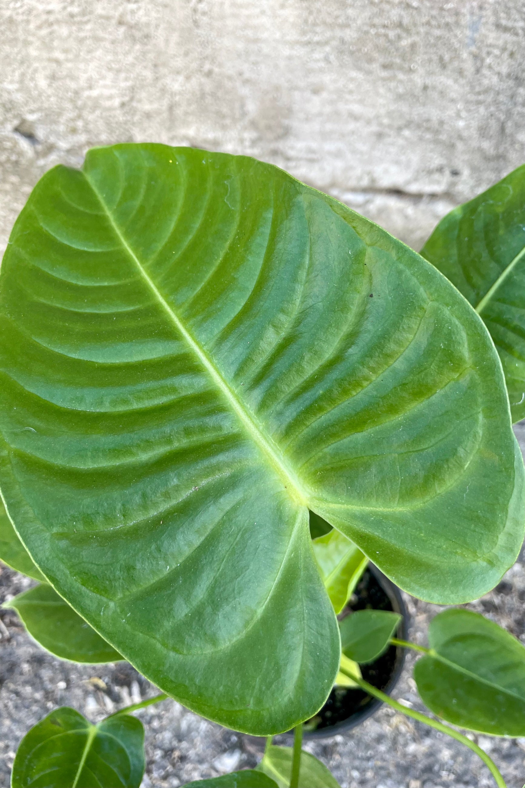 Close photo of the rippled leaf of Anthurium veitchii houseplant against a cement wall.  ©Sprout Home