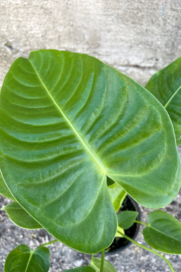 Close photo of the rippled leaf of Anthurium veitchii houseplant against a cement wall.