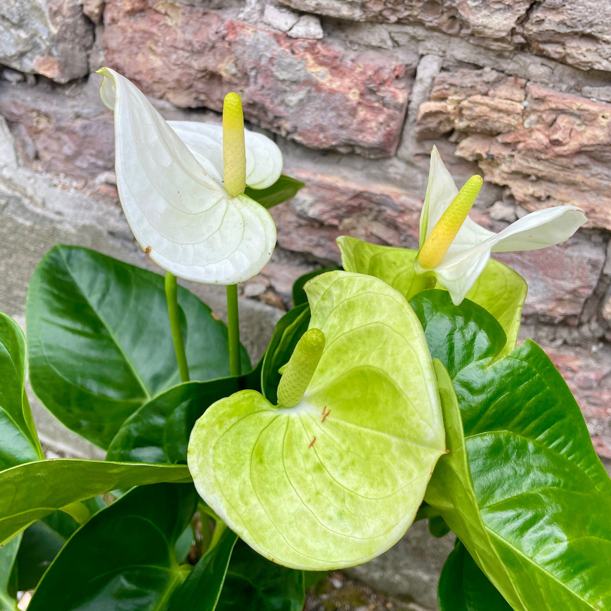 anthurium bianco cura Anthurium hybrid (white) 6" at SPROUT HOME