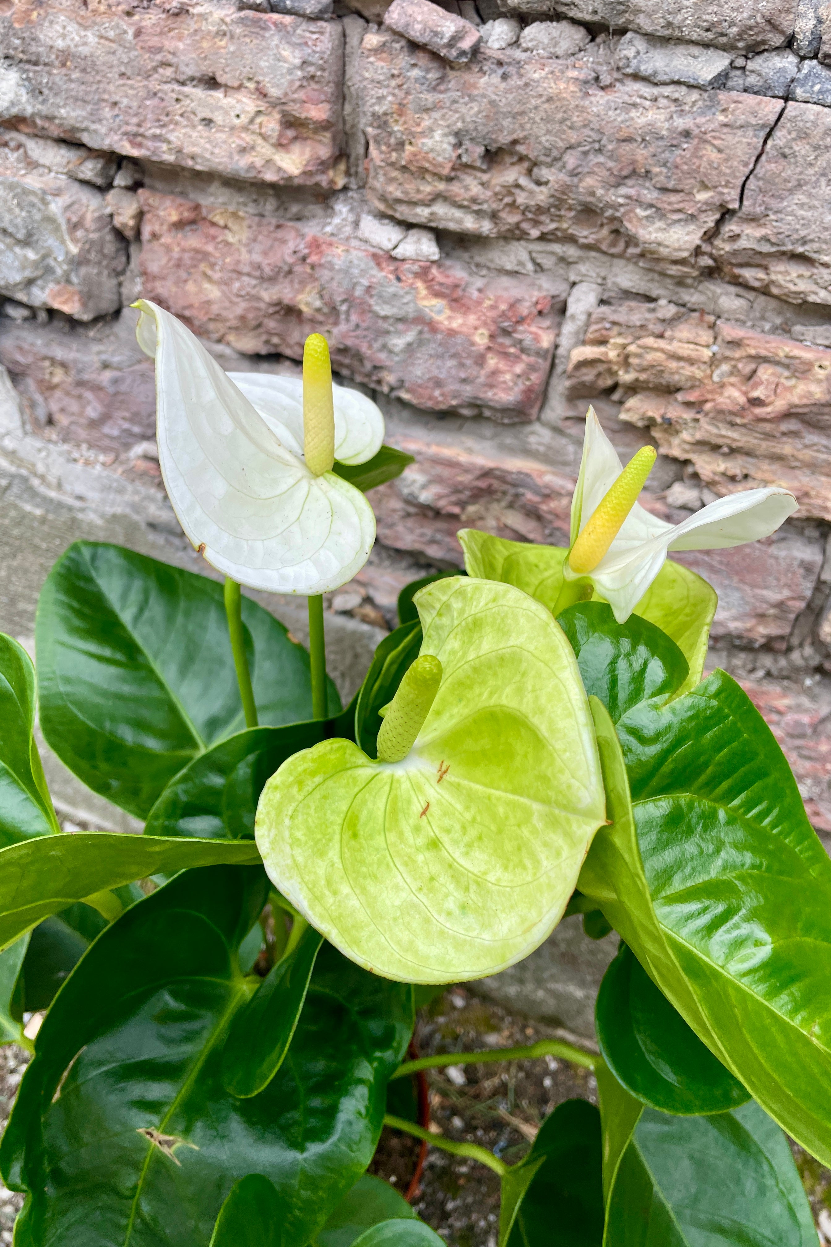 A detail of the white and green flowers and leaves of a Anthurium white hybrid at Sprout Home.