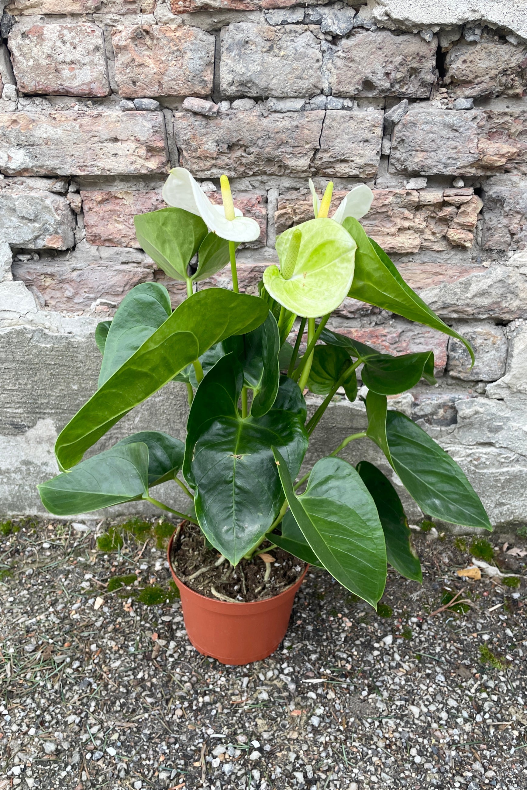 White Anthurium hybrid in a 6" growers pot against a brick wall at SPROUT HOME ©Sprout Home