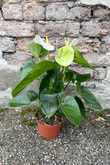 White Anthurium hybrid in a 6" growers pot against a brick wall at SPROUT HOME