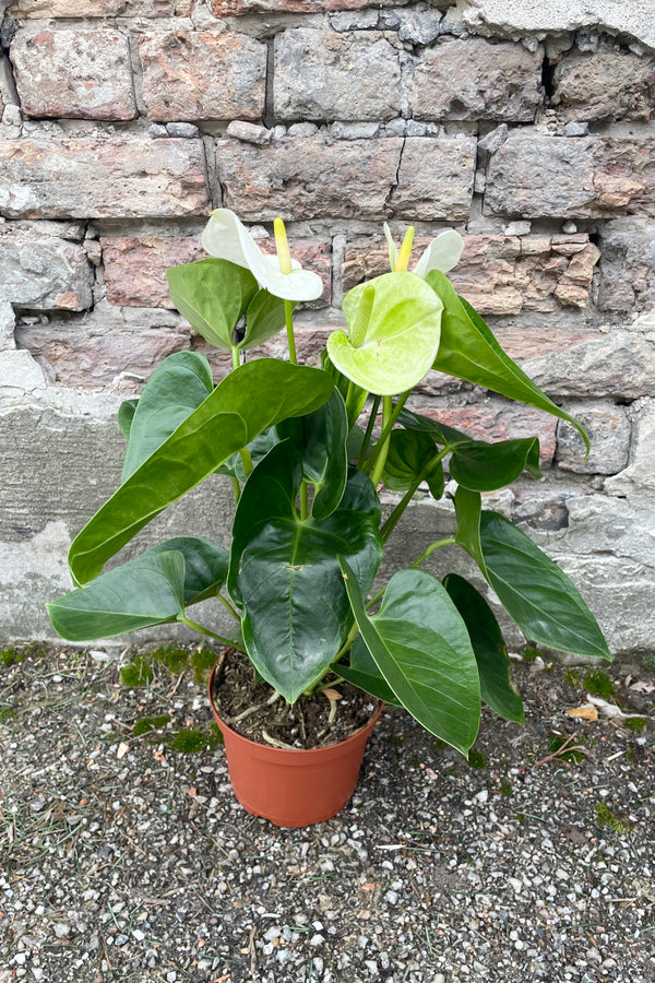 White Anthurium hybrid in a 6" growers pot against a brick wall at SPROUT HOME